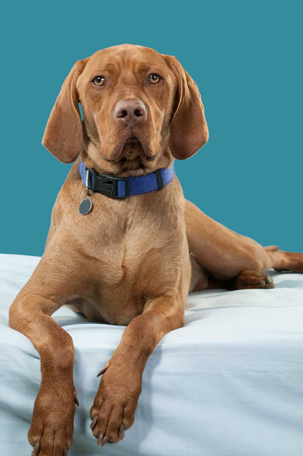 Hungarian Vizsla dog lying down