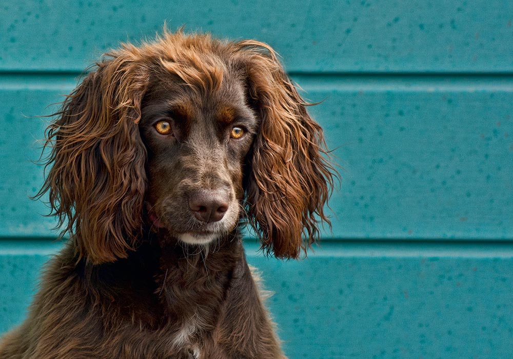 Working Cocker Spaniel