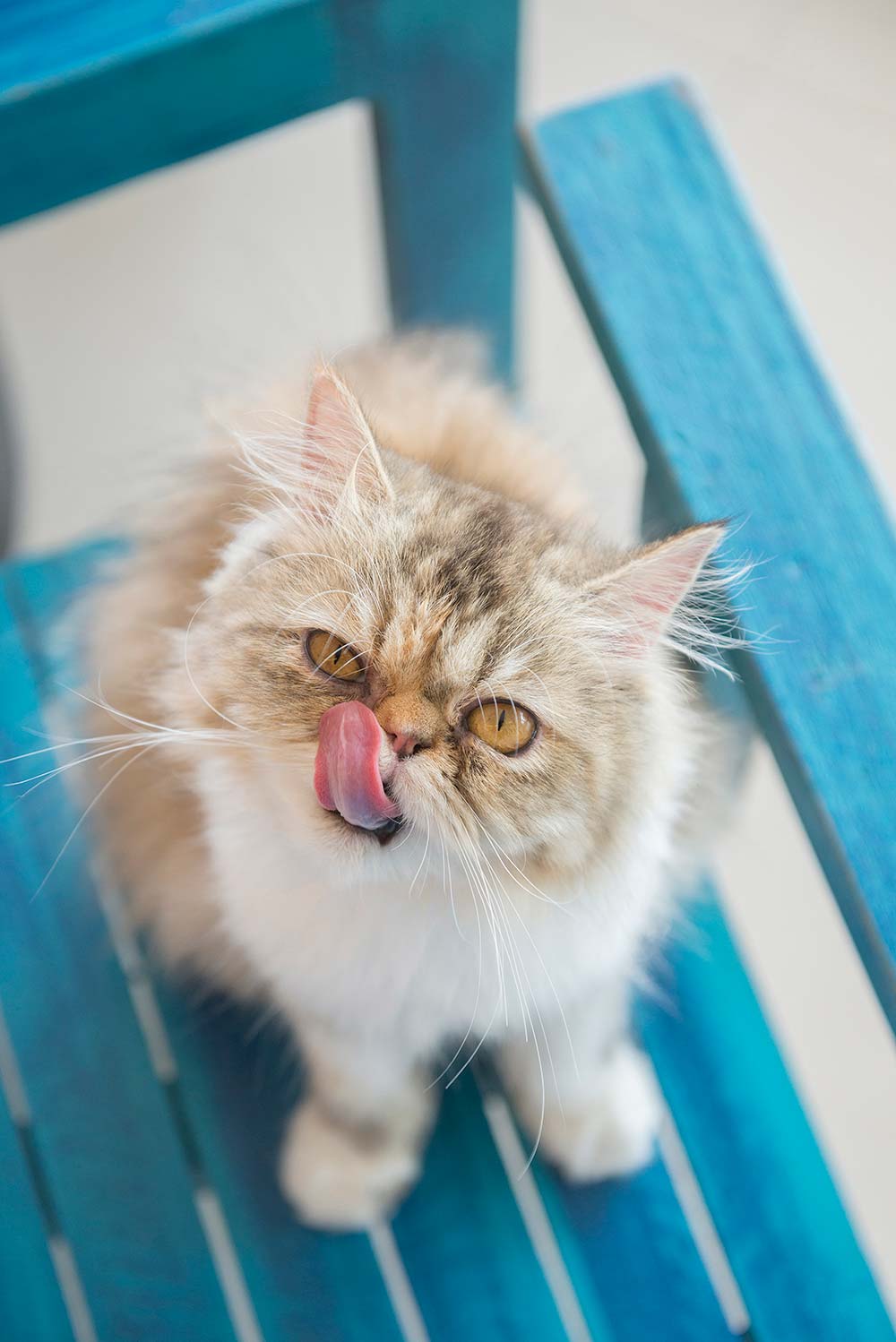 Persian cat sitting on wooden chair licking mouth