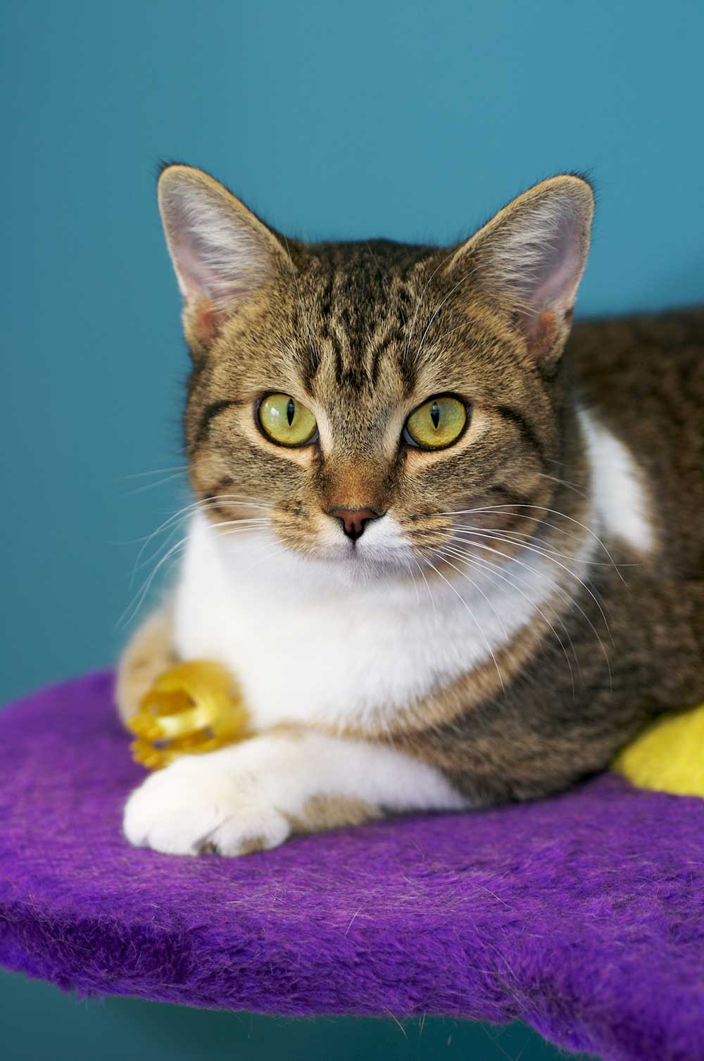Domestic Shorthair Cat