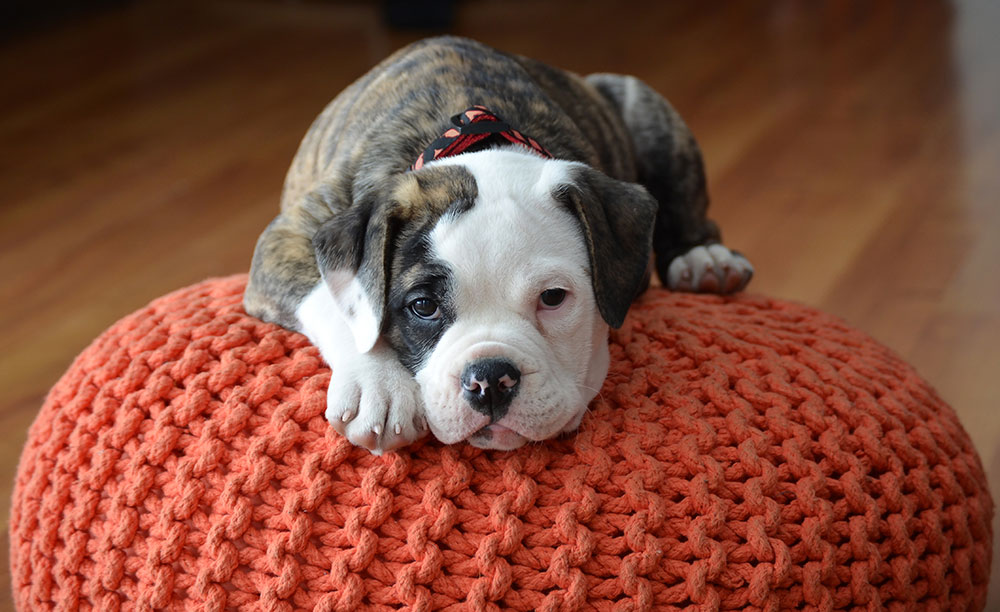 Olde English Bulldog puppy