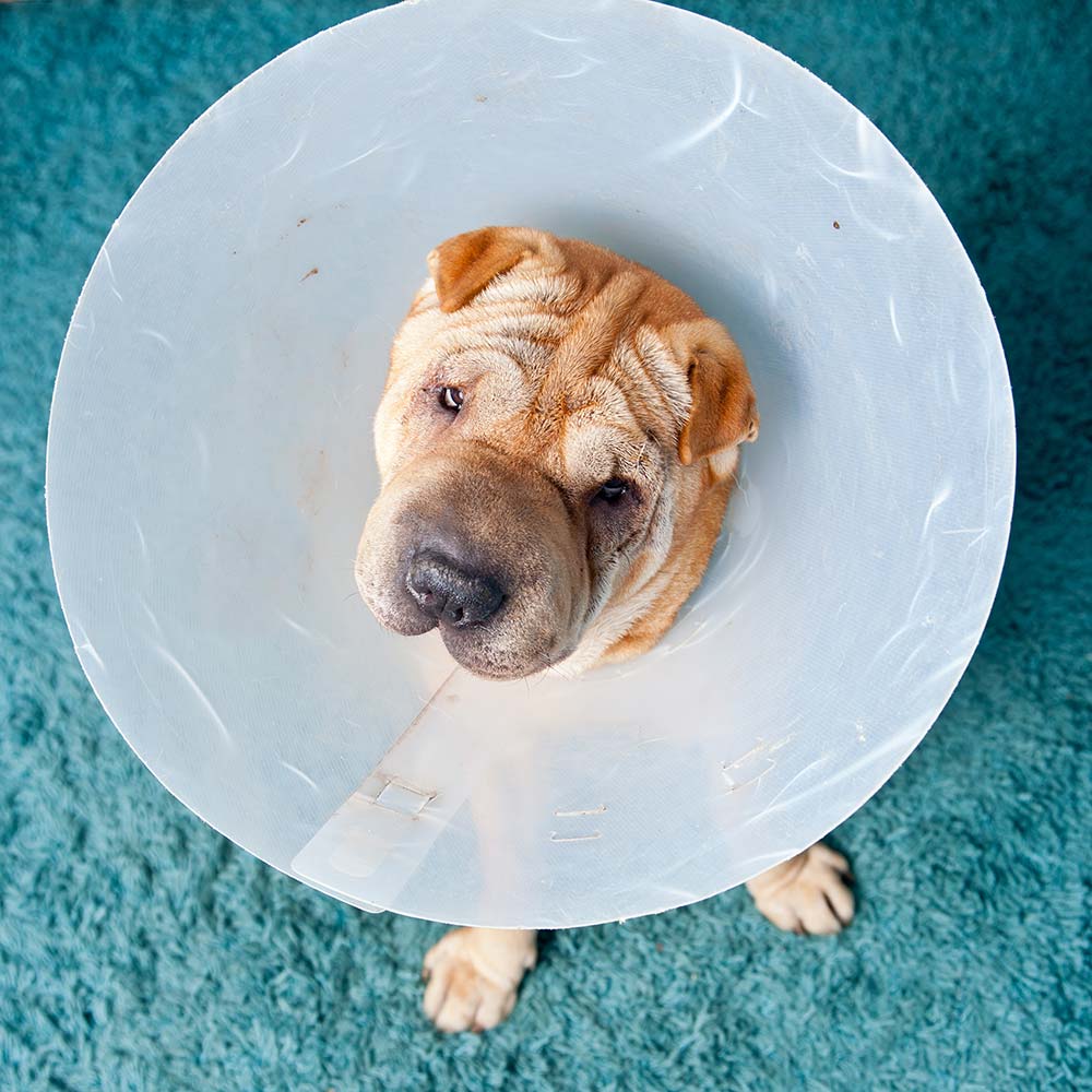 Sharpei dog wearing a protective veterinary collar