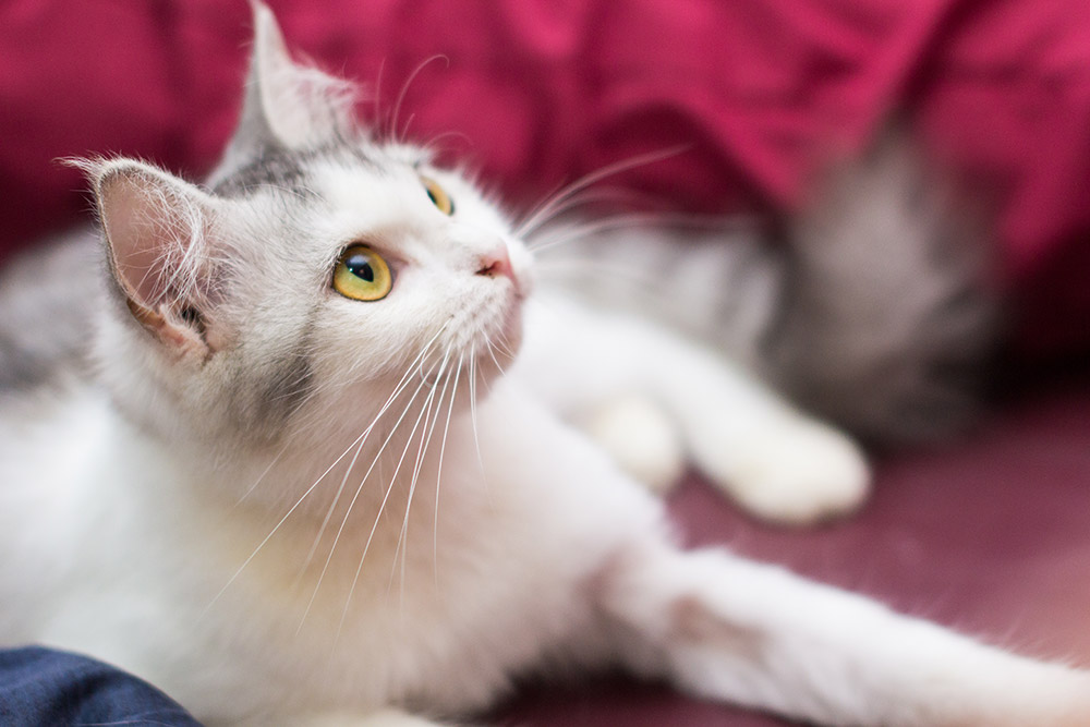 Cat portrait